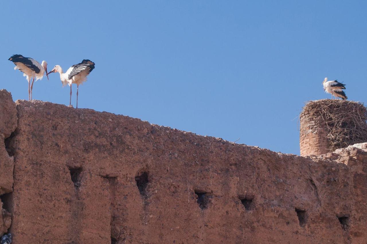 Riad Of The Storks - Exclusive Use For Up To 17 Persons มาร์ราเกช ภายนอก รูปภาพ